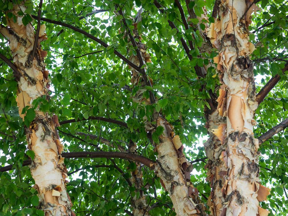 Photo of River Birch (Betula nigra) uploaded by frankrichards16
