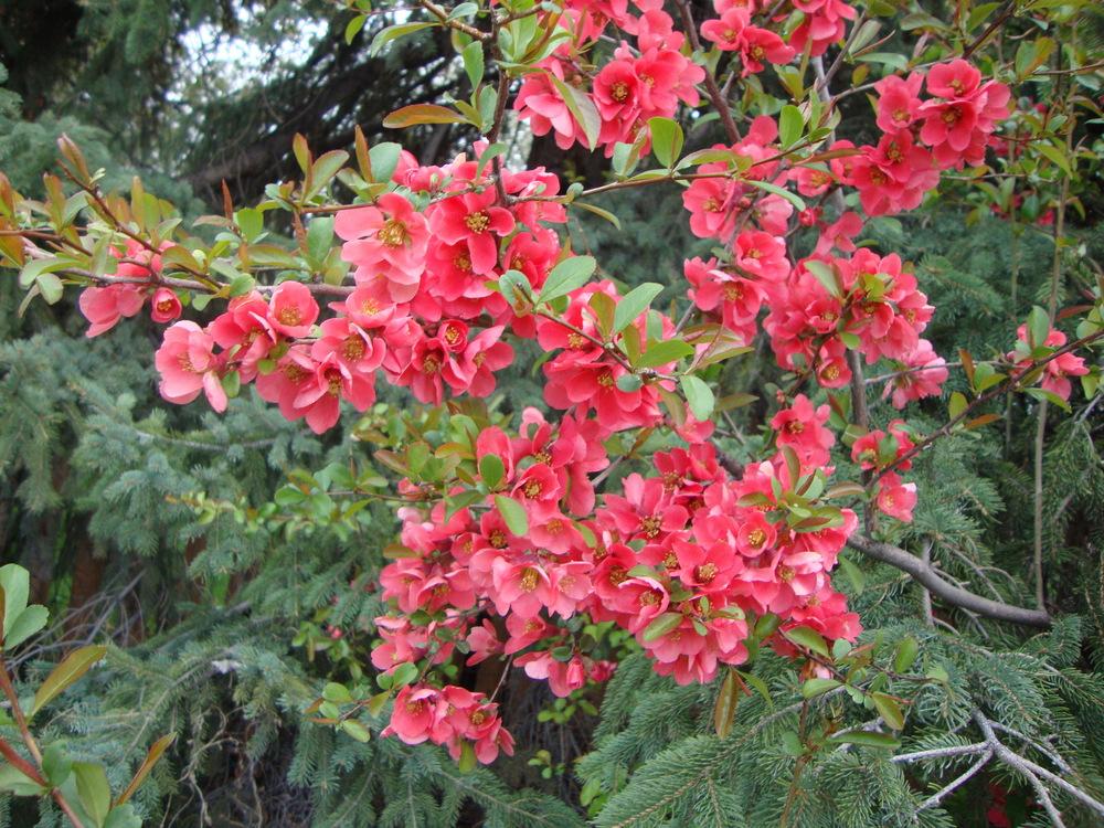 Photo of Flowering Quince (Chaenomeles japonica) uploaded by Paul2032