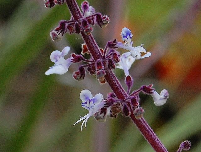 Photo of Silver Spurflower (Plectranthus argentatus) uploaded by longk
