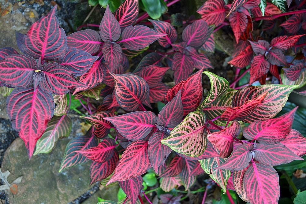 Photo of Bloodleaf (Iresine diffusa f. herbstii) uploaded by sunkissed