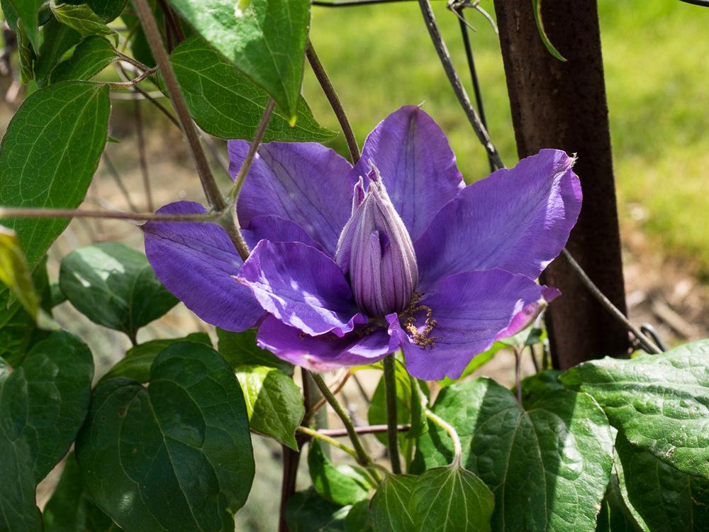 Photo of Clematis 'Vyvyan Pennell' uploaded by frankrichards16