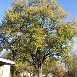 Location: My Yard - Delphi, Indiana
We in Indiana call these Hard Maples (versus the Sugar Maples)