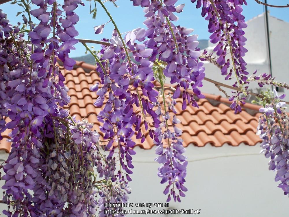 Photo of Chinese Wisteria (Wisteria sinensis) uploaded by Faridat