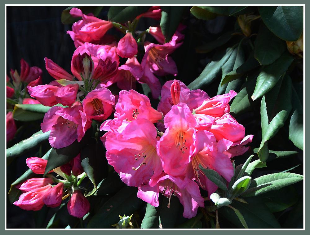 Photo of Rhododendrons (Rhododendron) uploaded by BarbandDave