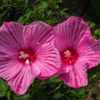 Hibiscus 'Peppermint Schnapps', 2016, Hardy Hibiscus, hye-BISS-ki