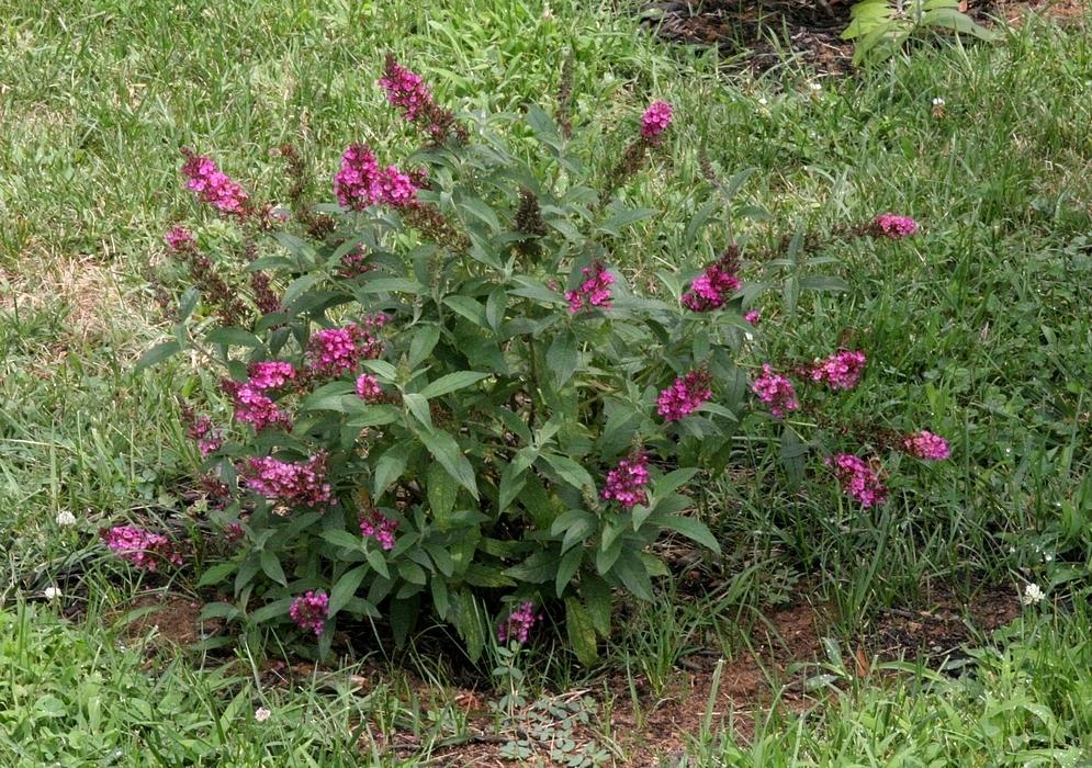 Butterfly Bushes Plant Care and Collection of Varieties