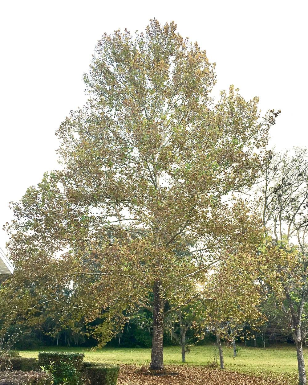Photo of American Sycamore (Platanus occidentalis) uploaded by flaflwrgrl
