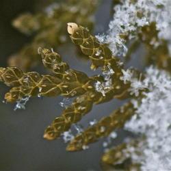 
Date: 2012-01-20
Macro of the first kiss of Frost on an Arborvitae branch.