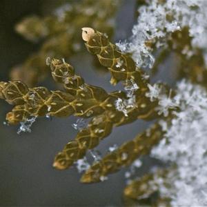 Macro of the first kiss of Frost on an Arborvitae branch. 