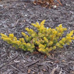 Location: Clinton, Michigan 49236
Date: 2014-12-13
"Juniperus conferta 'All Gold', 2014, Japanese Shore Juniper, joo