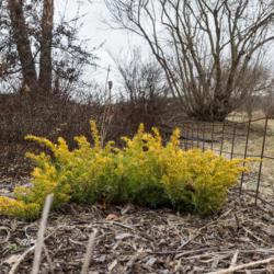 Location: Clinton, Michigan 49236
Date: 2017-02-15
"Juniperus conferta 'All Gold', 2017, [Japanese Shore Juniper], j