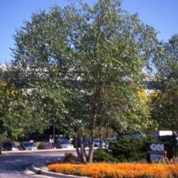 Location: office park in Lisle, Illinois
Date: summer in 1990's
mature tree planted in a landscape