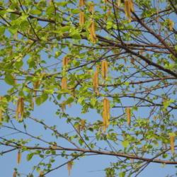 Location: Downingtown, Pennsylvania
Date: 2008-04-24
catkins (birch flowers) in spring