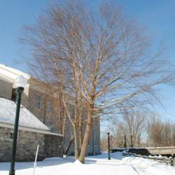 Location: Downingtown, Pennsylvania
Date: 2011-01-31
mature tree in winter in a landscape