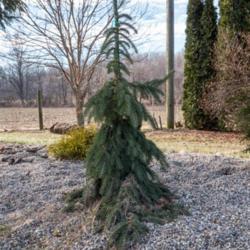 Location: Clinton, Michigan 49236
Date: 2017-02-19
"Picea glauca 'Pendula' , 2017, Weeping [White Spruce], PYE-see-u