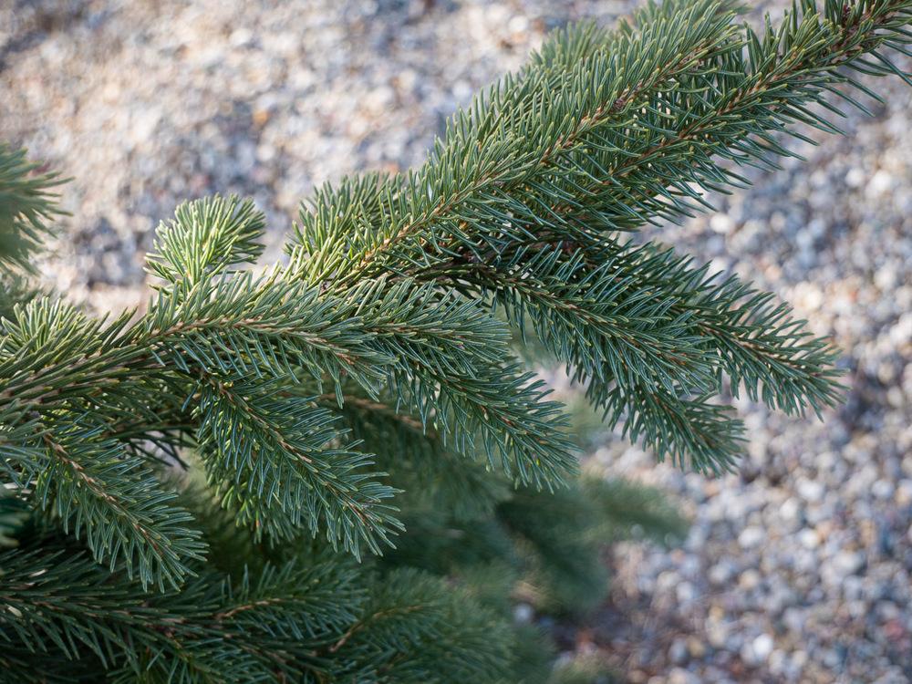Photo of Weeping White Spruce (Picea glauca 'Pendula') uploaded by frankrichards16