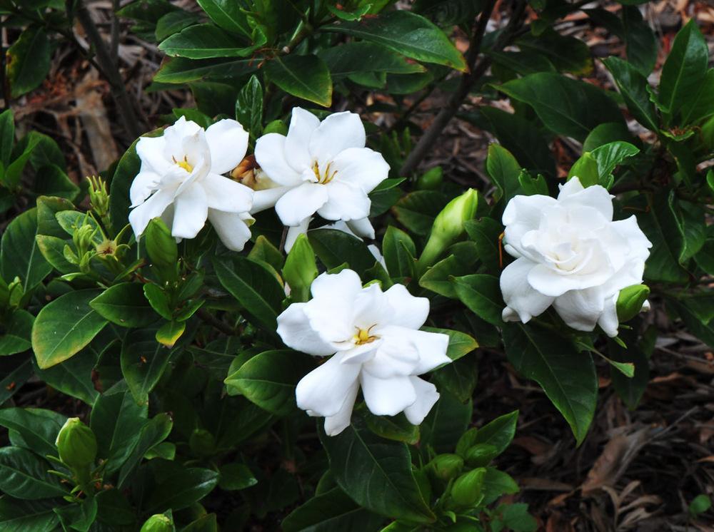 Gardenias Plant Care and Collection of Varieties