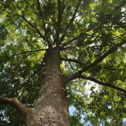 Location: Morton Arboretum in Midwest Collection in Lisle, IL
Date: 2017-09-05
looking up a trunk into crown