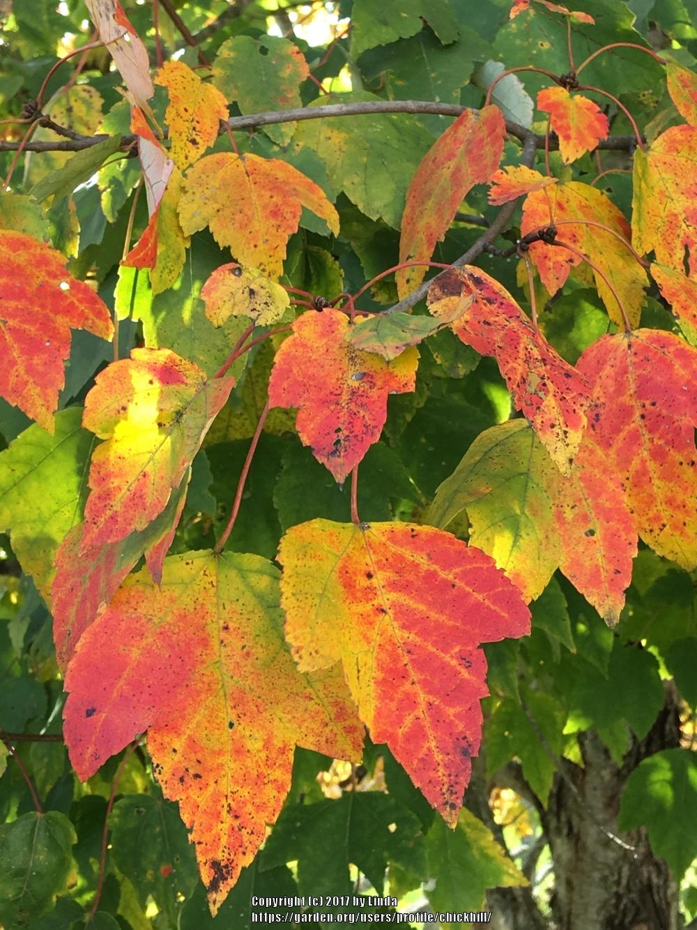 Photo of Sugar Maple (Acer saccharum) uploaded by chickhill