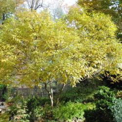 Location: West Chester, Pennsylvania
Date: 2011-10-31
full-grown tree in autumn