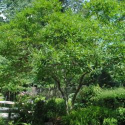 Location: near West Chester, Pennsylvania
Date: 2010-08-09
full-grown tree in summer