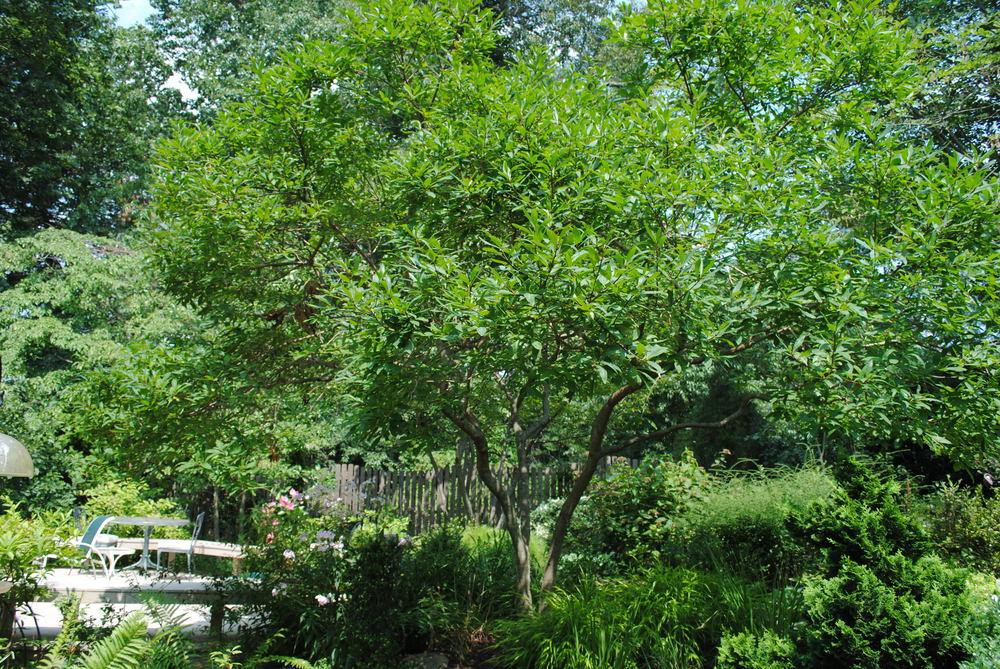 Photo of Fringe Tree (Chionanthus virginicus) uploaded by ILPARW