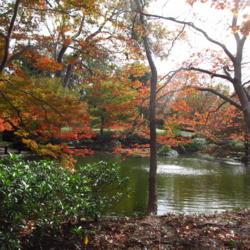 Location: Ft Worth Botanic, Tx
Date: 2017-11-18
Japanese Garden - very peaceful