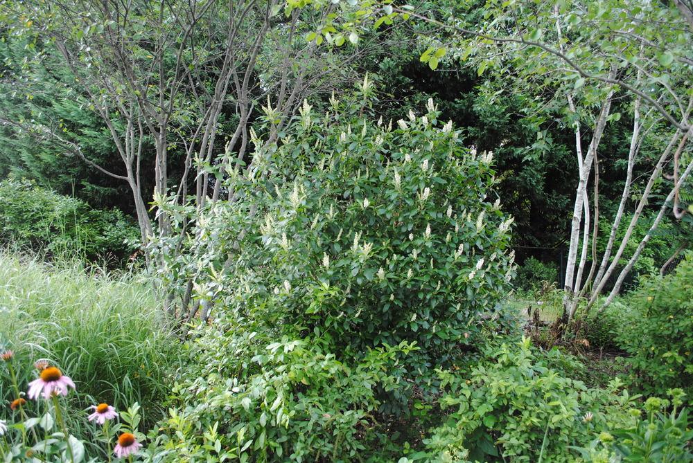 Photo of Sweet Pepperbush (Clethra alnifolia) uploaded by ILPARW