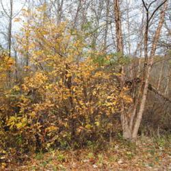 Location: Hibernia County Park in southeast Pennsylvania
Date: 2017-11-10
full-grown shrub in fall color