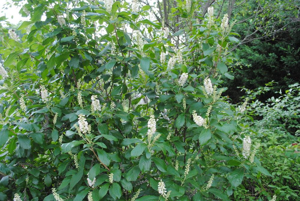 Photo of Sweet Pepperbush (Clethra alnifolia) uploaded by ILPARW