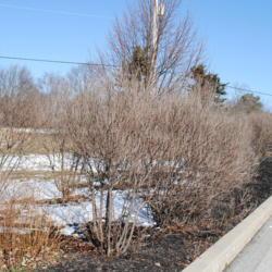 Location: Thorndale, Pennsylvania
Date: 2012-02-09
shrubs in a line in winter