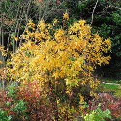 Location: Downingtown, Pennsylvania
Date: 2010-10-27
planted specimen in autumn color