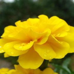 Location: Lake Macquarie, N.S.W., Australia
Date: 2014-12-28
large, double, bright yellow flowers