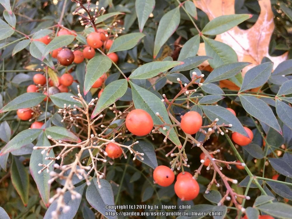 Photo of Heavenly Bamboos (Nandina domestica) uploaded by tx_flower_child