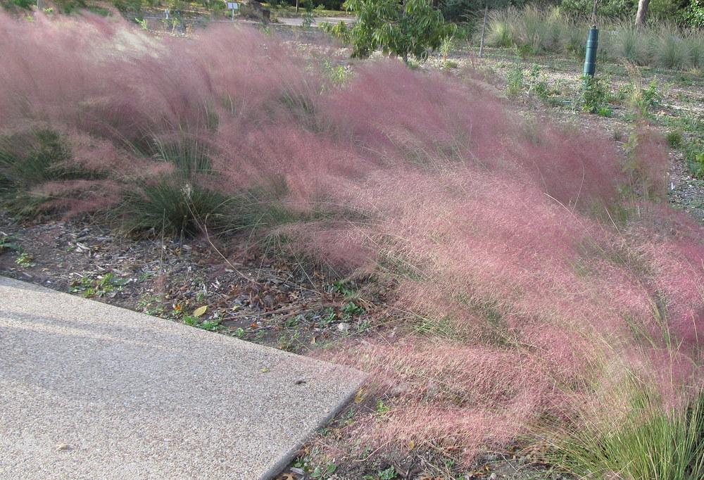 Photo of Pink Muhly Grass (Muhlenbergia capillaris) uploaded by jmorth