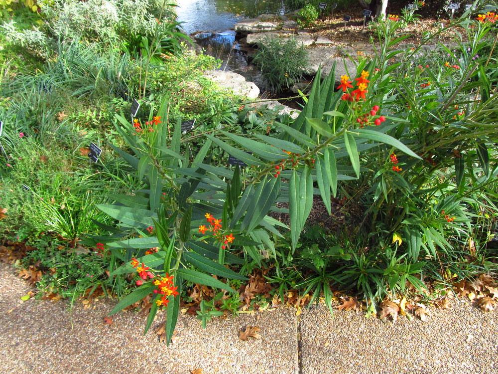 Photo of Tropical Milkweed (Asclepias curassavica) uploaded by jmorth
