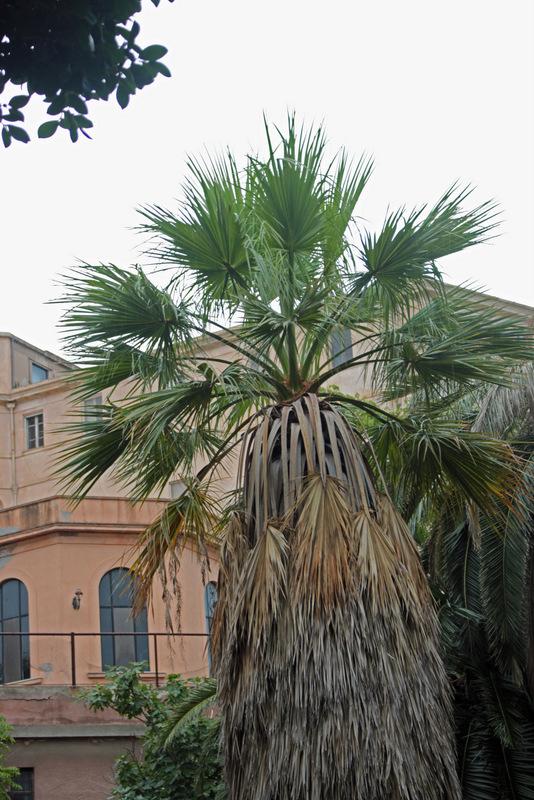 Photo of California Fan Palm (Washingtonia filifera) uploaded by RuuddeBlock