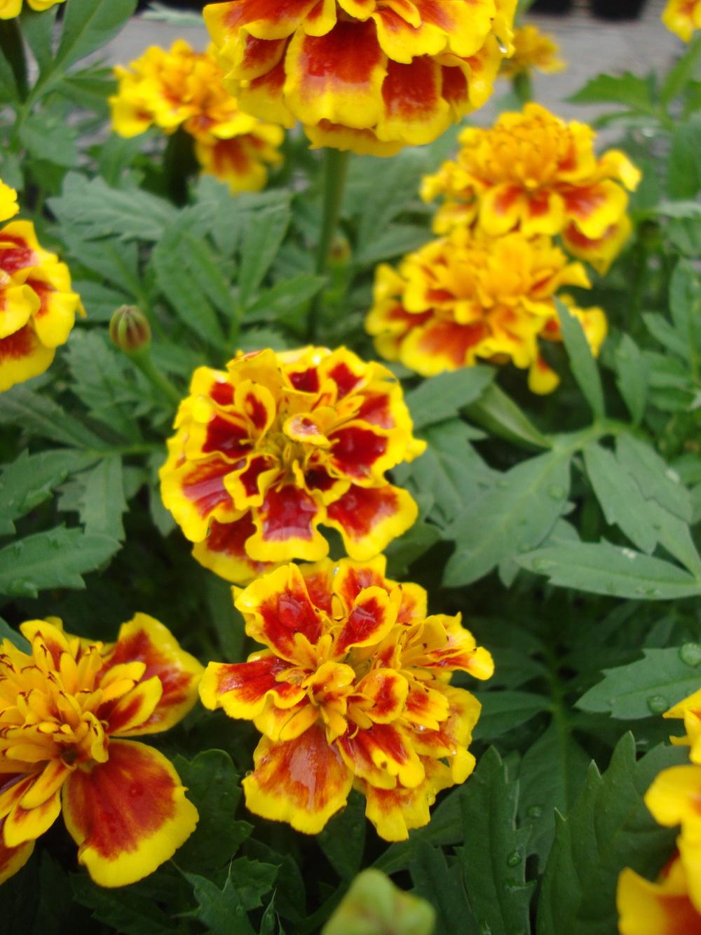 Photo of Marigold (Tagetes) uploaded by Paul2032