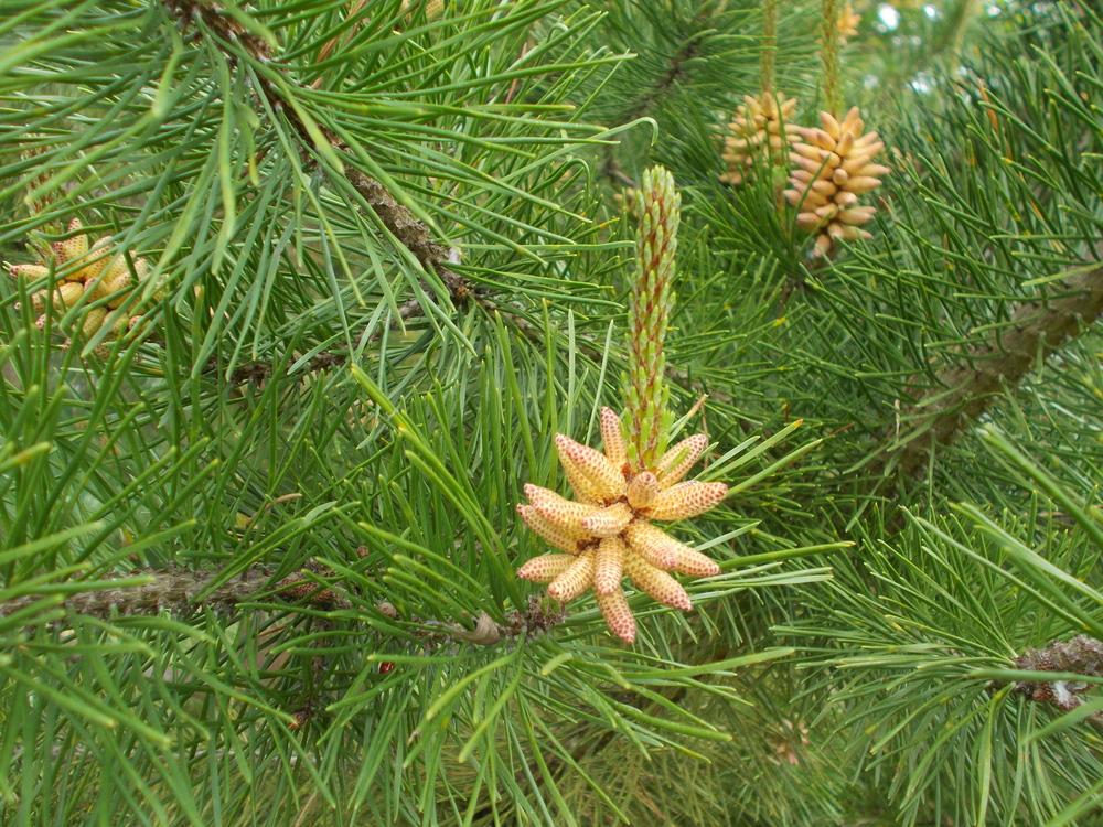 Photo of Pine (Pinus) uploaded by Bonehead