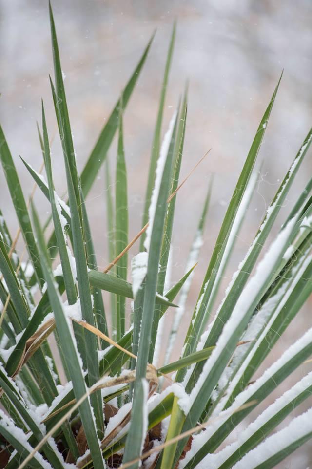 Photo of Adam's Needle (Yucca filamentosa) uploaded by Lakeside