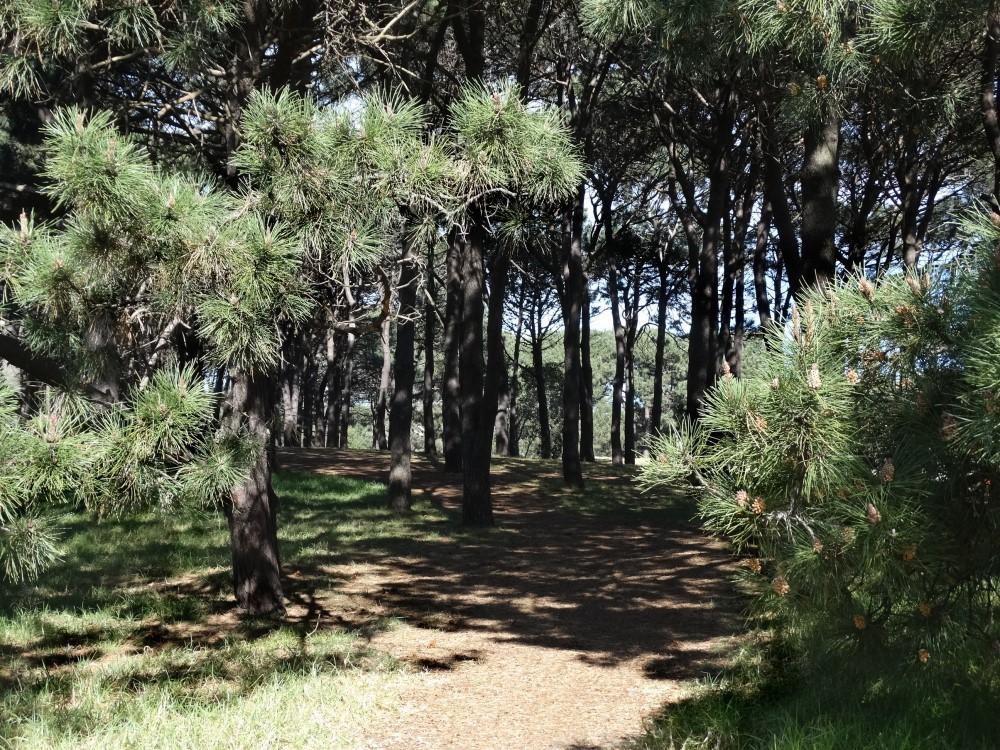Photo of Pine (Pinus) uploaded by carolem