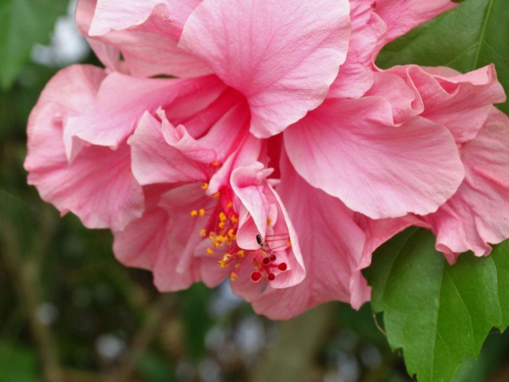Photo of Hibiscus uploaded by carolem