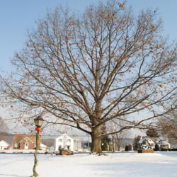 Location: Downingtown, Pennsylvania
Date: 2010-01-08
full-grown tree in winter