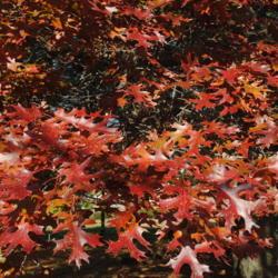 Location: near West Chester, Pennsylvania
Date: 2010-11-10
fall foliage
