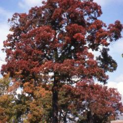 Location: Hinsdale, Illinois
Date: October in 1980's
full-grown tree in red fall color