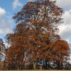Location: Downingtown, Pennsylvania
Date: 2014-11-07
full-grown tree in fall color