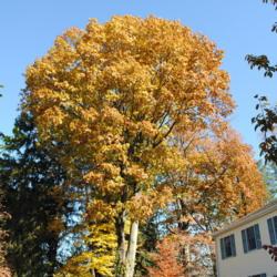 Location: West Chester, Pennsylvania
Date: 2011-11-07
full-grown tree in yard in yellow fall color