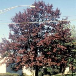 Location: North Aurora, Illinois
Date: October in 1980's
maturing tree in yard