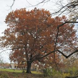 Location: Downingtown, Pennsylvania
Date: 2015-10-29
wild tree near creek in fall color