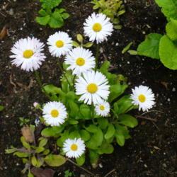 Location: Nora's Garden - Castlegar, B.C. 
Date: 2017-06-03
 1:49 pm. Blooms for four to five months - a nice bonus.